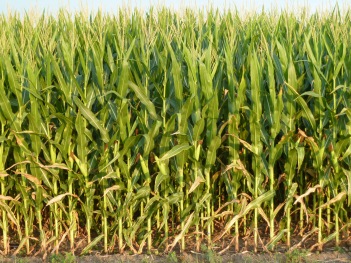 mid-july-12-corn